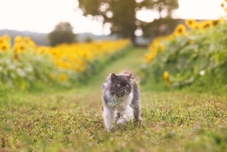 Gato Persa adulto de pelos longos – imagem destacada