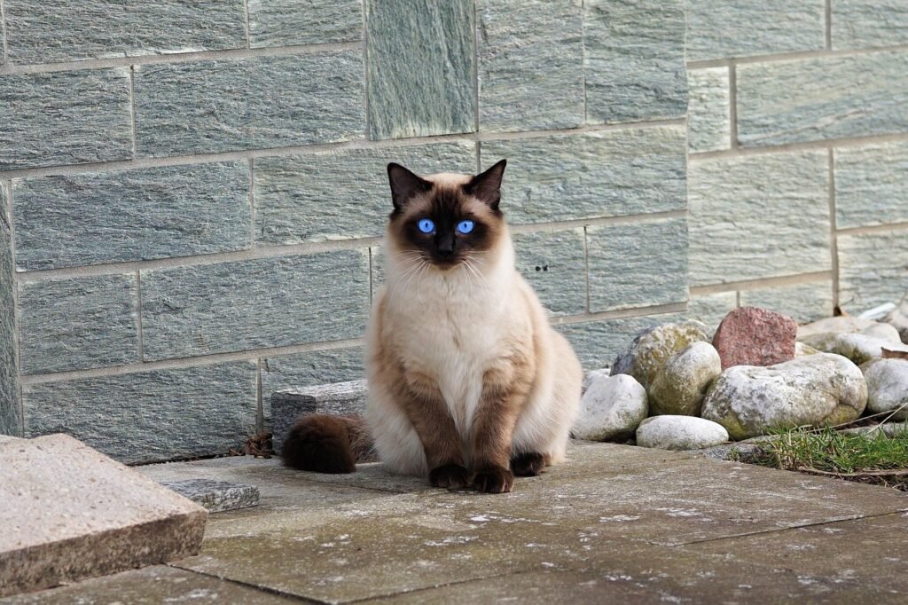 A elegância e a postura nobre do Gato Siamês, uma das raças mais antigas e reverenciadas do mundo felino.