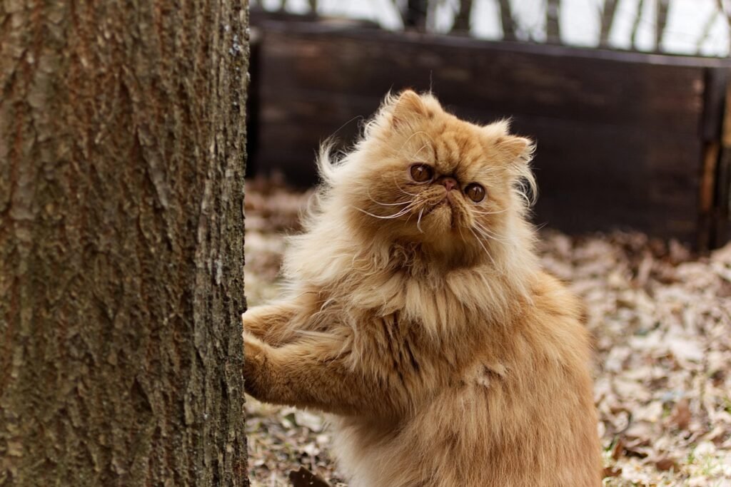 Gato Persa adulto com pelagem longa em ambiente externo