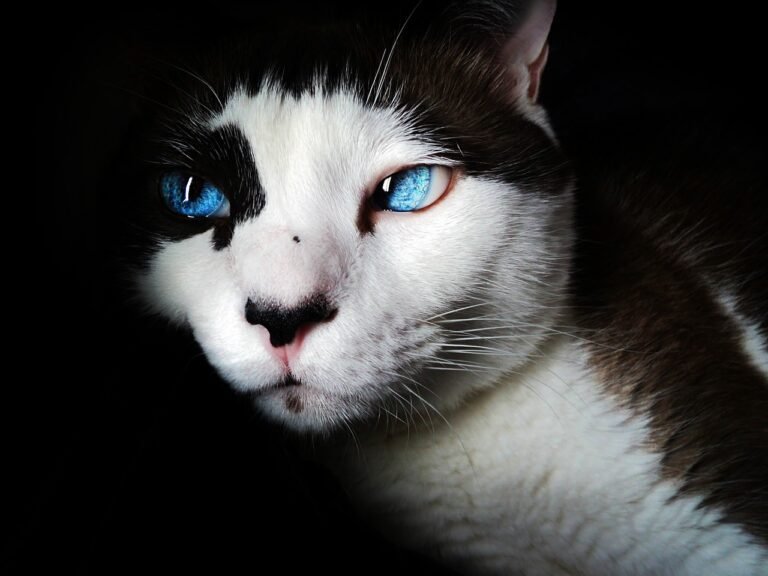Gato siamês filhote com olhos azuis profundos e pelagem clara, em ambiente doméstico.