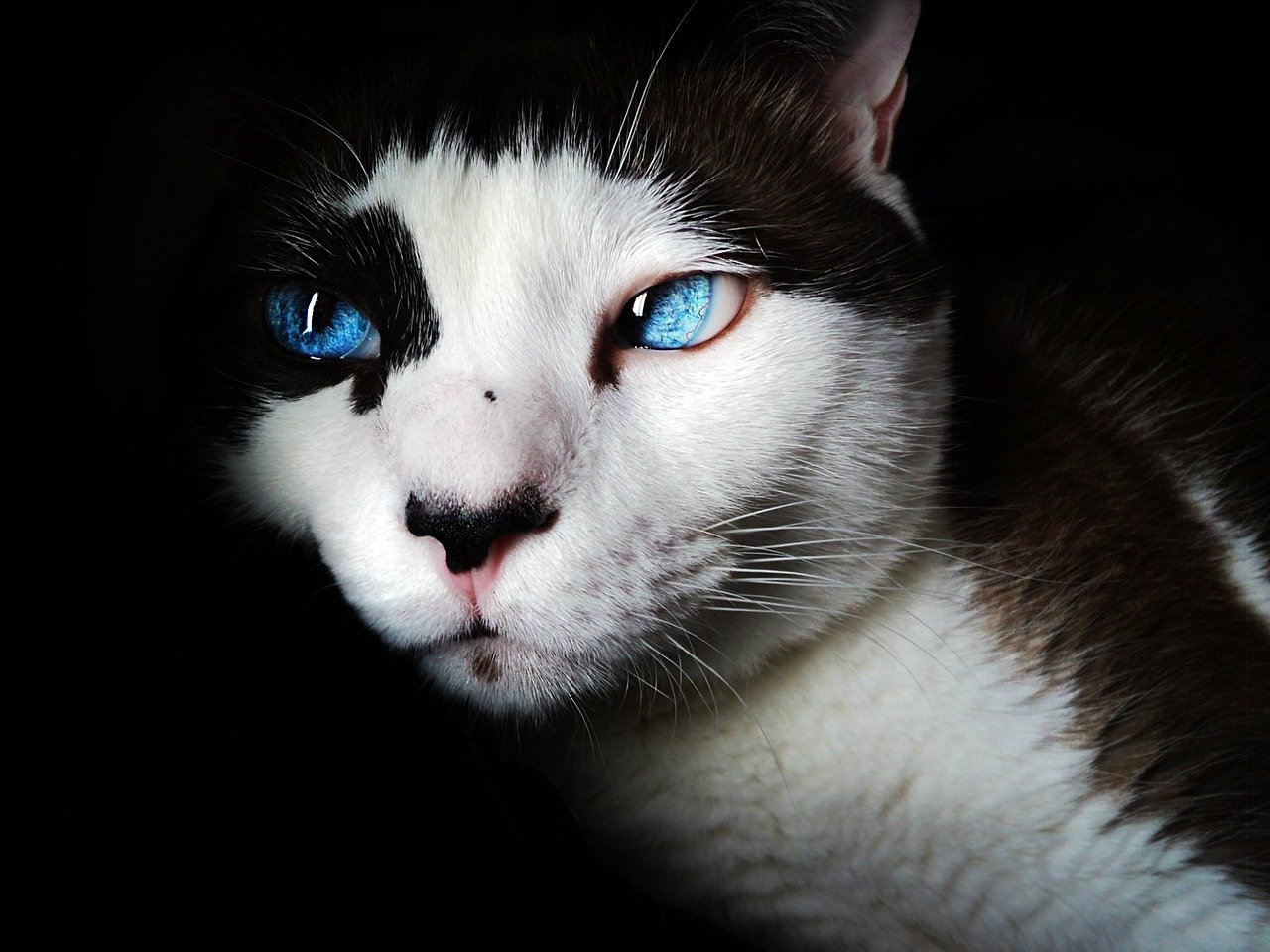 Gato siamês filhote com olhos azuis profundos e pelagem clara, em ambiente doméstico.